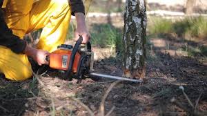 How Our Tree Care Process Works  in  Lyndon, KY